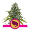 ROYAL MOBY * ROYAL QUEEN SEEDS - 5 SEMI FEM 