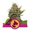 KALI DOG * ROYAL QUEEN SEEDS - 1 SEME FEM 