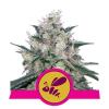 HONEY CREAM FAST VERSION * ROYAL QUEEN SEEDS - 1 SEME FEM 