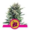 BLUE CHEESE * ROYAL QUEEN SEEDS - 1 SEME FEM