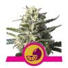 LEMON SHINING SILVER HAZE (EX LEMON HAZE) * ROYAL QUEEN SEEDS - 3 SEMI FEM 