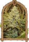 EXOTIC ANIMAL * EXOTIC SEEDS  3 SEMI FEM