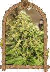 EXOTIC PURE CBG * EXOTIC SEEDS  3 SEMI FEM