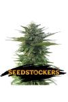 CBG ZERODUE * SEEDSTOCKERS  1 SEME FEM