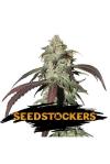 CBD NORTHERN LIGHTS * SEEDSTOCKERS  1 SEME FEM