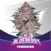 BLUEBERRY * BSF SEEDS - 7 SEMI FEM