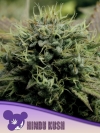 HINDU KUSH * ANESIA SEEDS - 3 SEMI FEM