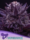 IMPERIUM X * ANESIA SEEDS - 3 SEMI FEM