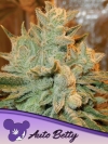 AUTO BETTY * ANESIA SEEDS - 3 SEMI FEM