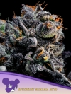 AUTO BLUEBERRY BANANA * ANESIA SEEDS - 3 SEMI FEM