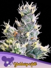 AUTO YUHBARY * ANESIA SEEDS - 5 SEMI FEM