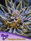 PINEAPPLE RUNTZ AUTO * ANESIA SEEDS - 5 SEMI FEM