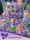 PURPLE DOMINA AUTO * ANESIA SEEDS - 3 SEMI FEM