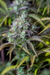 BIG BUD AUTO * FAST BUDS SEEDS - 1 SEME FEM