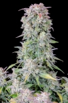 AFGHAN KUSH AUTO * FAST BUDS SEEDS - 3 SEMI FEM