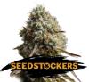 WEDDING GLUE AUTO * SEEDSTOCKERS - 5 SEMI FEM