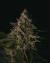 GORILLA COOKIES * PURE INSTINTO  3 SEMI FEM