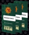 BANANA PUNCH * BARNEY'S FARM - 1 SEME FEM