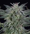 CRITICAL JACK AUTO * SILENT SEEDS - 5 SEMI FEM