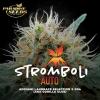 STROMBOLI AUTO * PARADISE SEEDS   1 SEME FEM