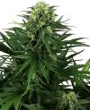 HONEY MELON KUSH * SENSI SEEDS RESEARCH - 1 SEME FEM