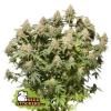 MOBY DICK * SEEDSTOCKERS - 1 SEME FEM