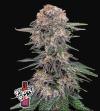 CHERRY COLA AUTO * FAST BUDS SEEDS - 1 SEME FEM