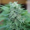 MOBY DELICIOUS * DELICIOUS SEEDS SATIVA - 1 SEME FEM