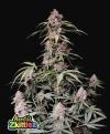 AMNESIA ZKITTLEZ AUTO * FAST BUDS SEEDS - 1 SEME FEM