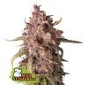 PURPLE PUNCH AUTO * SEEDSTOCKERS  1  SEME FEM