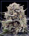 B-45 BY BOOBA SPECIAL EDITION * SILENT SEEDS - 5 SEMI FEM