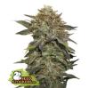 FRUIT CAKE   * SEEDSTOCKERS  1   SEME FEM