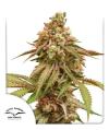 TROPICAL TANGIE * DUTCH PASSION - 1 SEME FEM