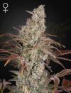 JACK'S DREAM * GREEN HOUSE SEEDS - 1 SEME FEM