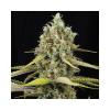 LEMON KING * EVA FEMALE SEEDS 6 SEMI FEM