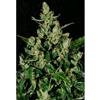 AUTO WIDOW * CBD SEEDS  3 SEMI FEM