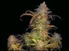 BURUANDI BLOCK HEAD * GENEHTIK SEEDS 5 SEMI REG