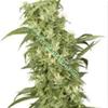 FEMALE MIX * SENSI WHITE LABEL   5 SEMI FEM 