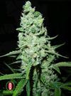 AK 47 * SERIOUS SEEDS 11 SEMI REG