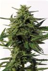 NORTHERN HAZE EXPRESS * POSITRONICS FEMINIZED   5 SEMI  AUTO