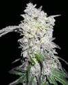 AFGHAN SKUNK * MR NICE  LIMITED EDITION 15 SEMI REG 