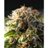 AUTO FRESH CANDY * PYRAMID SEEDS  50 SEMI FEM 