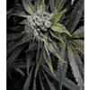 AUTO BLUE PYRAMID * PYRAMID SEEDS  1 SEME FEM 