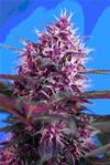 RED POISON AUTO* SWEET SEEDS RED FAMILY FEMINIZED   5 SEMI 