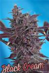 BLACK CREAM AUTO* SWEET SEEDS RED FAMILY FEMINIZED   3 SEMI