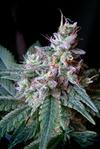 CREAM CARAMEL F1 FAST VERSION * SWEET SEEDS FEMINIZED   3 SEMI 