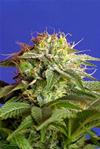 GREEN POISON F1 FAST VERSION * SWEET SEEDS FEMINIZED   3 SEMI 