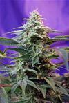 SWEET SPECIAL F1 FAST VERSION * SWEET SEEDS FEMINIZED   3 SEMI 