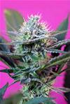 + SPEED AUTO * SWEET SEEDS FEMINIZED    3 SEMI