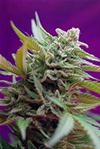 BLACK JACK AUTO * SWEET SEEDS FEMINIZED   3 SEMI 